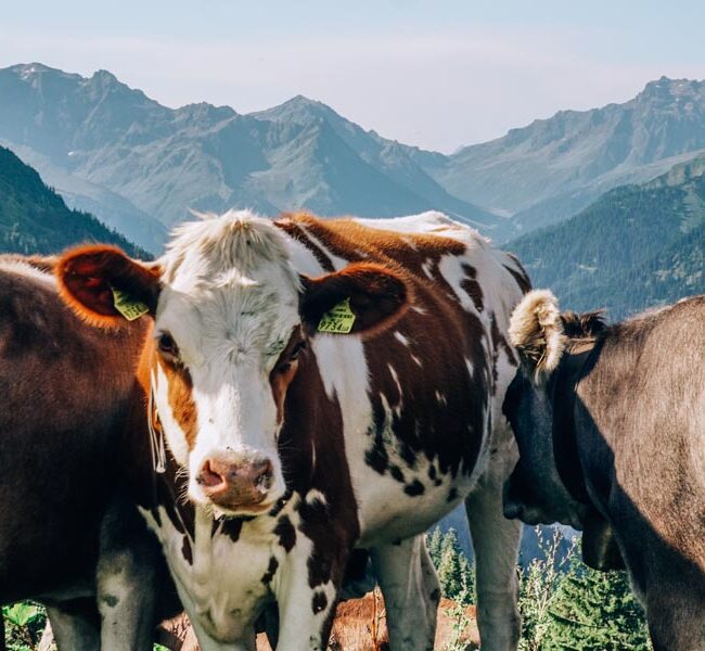 Kühe in Österreich