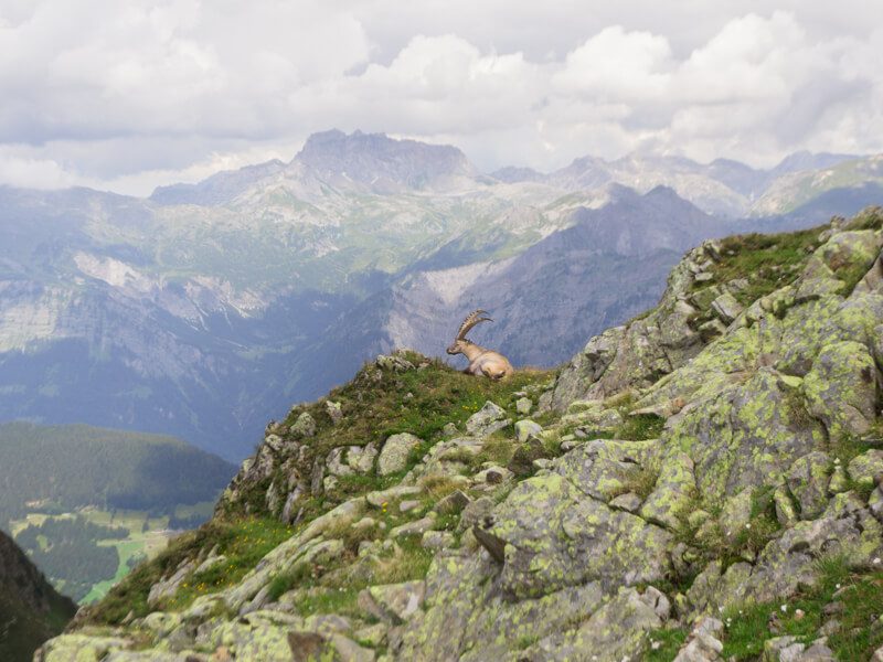 Steinböcke am Hochjoch