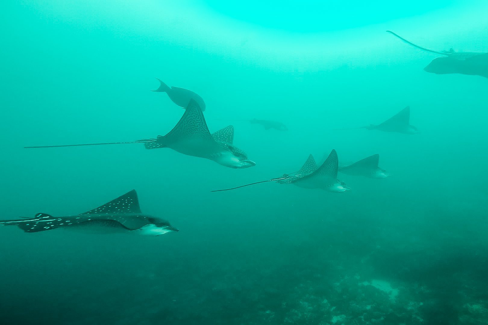Tauchen bei Galapagos