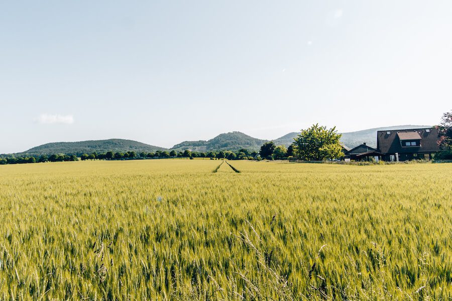 Weizenfelder bei Stadtoldendorf