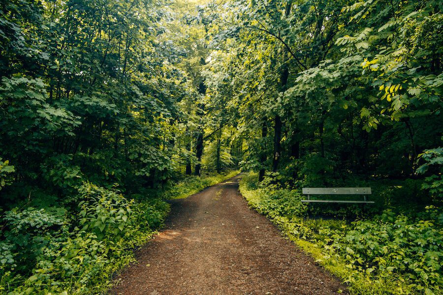 Waldwanderung auf dem Weserbergland-Weg