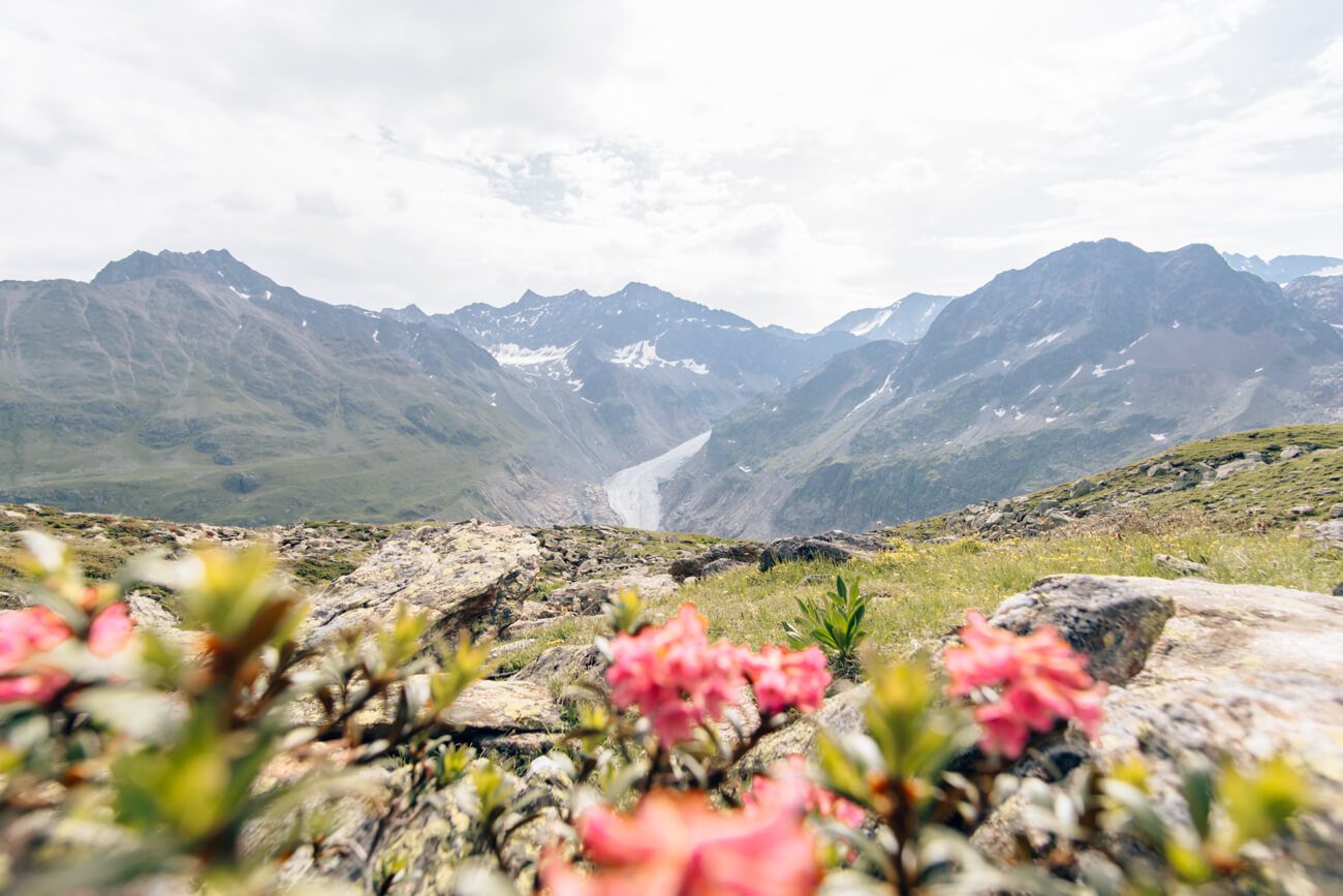 Alpenrosen mit Kaunertaler Gletscherblick