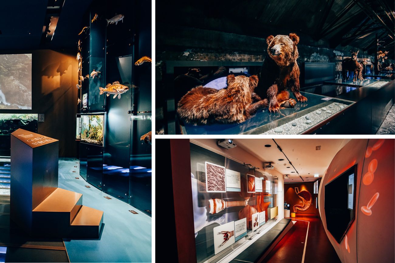 Das inatura Museum in Dornbirn