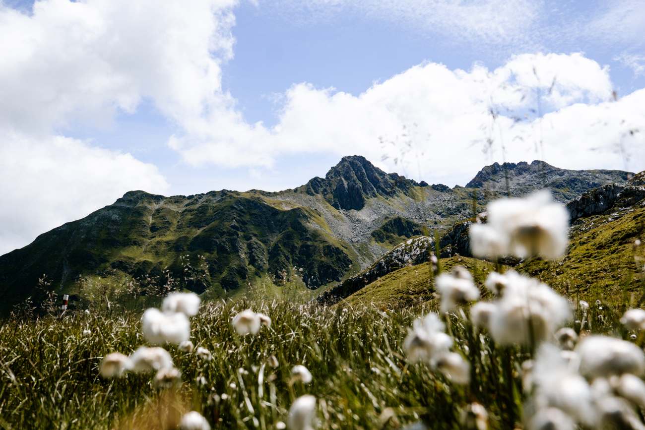 Wollgras beim Wandern im Montafon