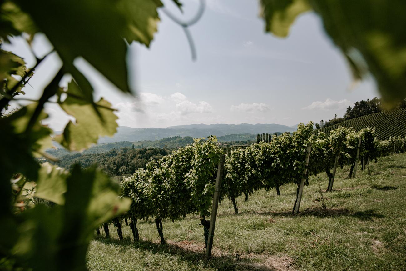 Wanderweg durch die Weinberge