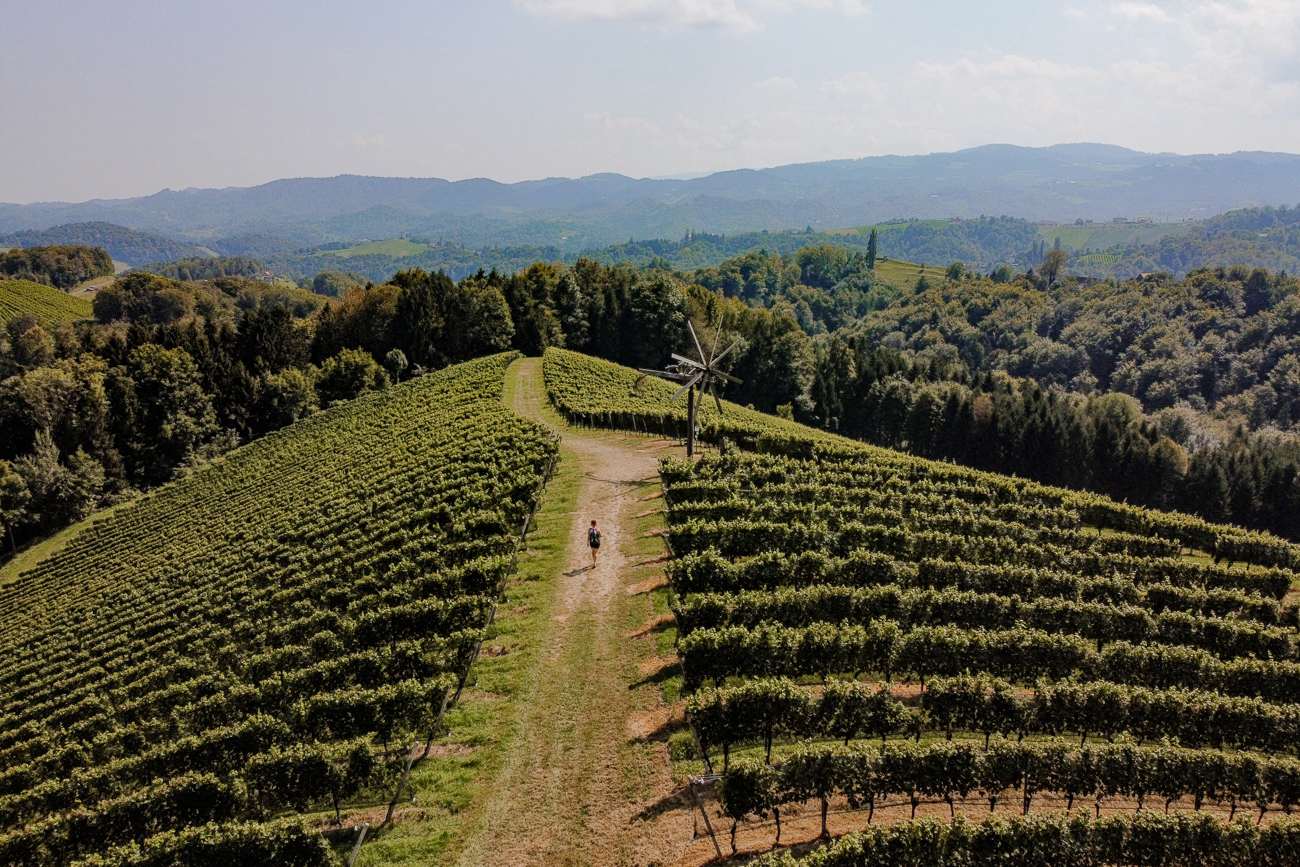 Wandern zwischen Weinreben