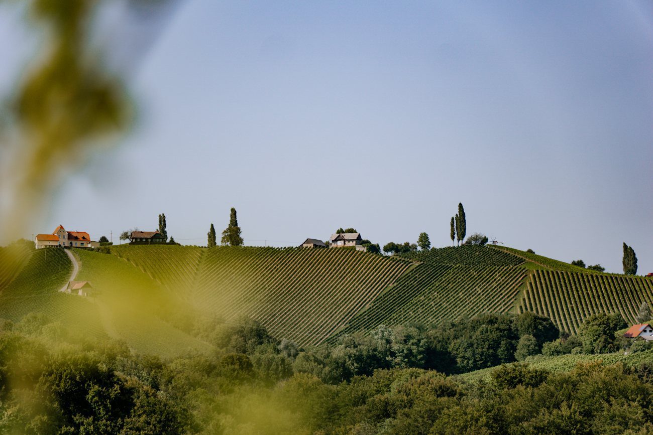 Weinberge Ausicht