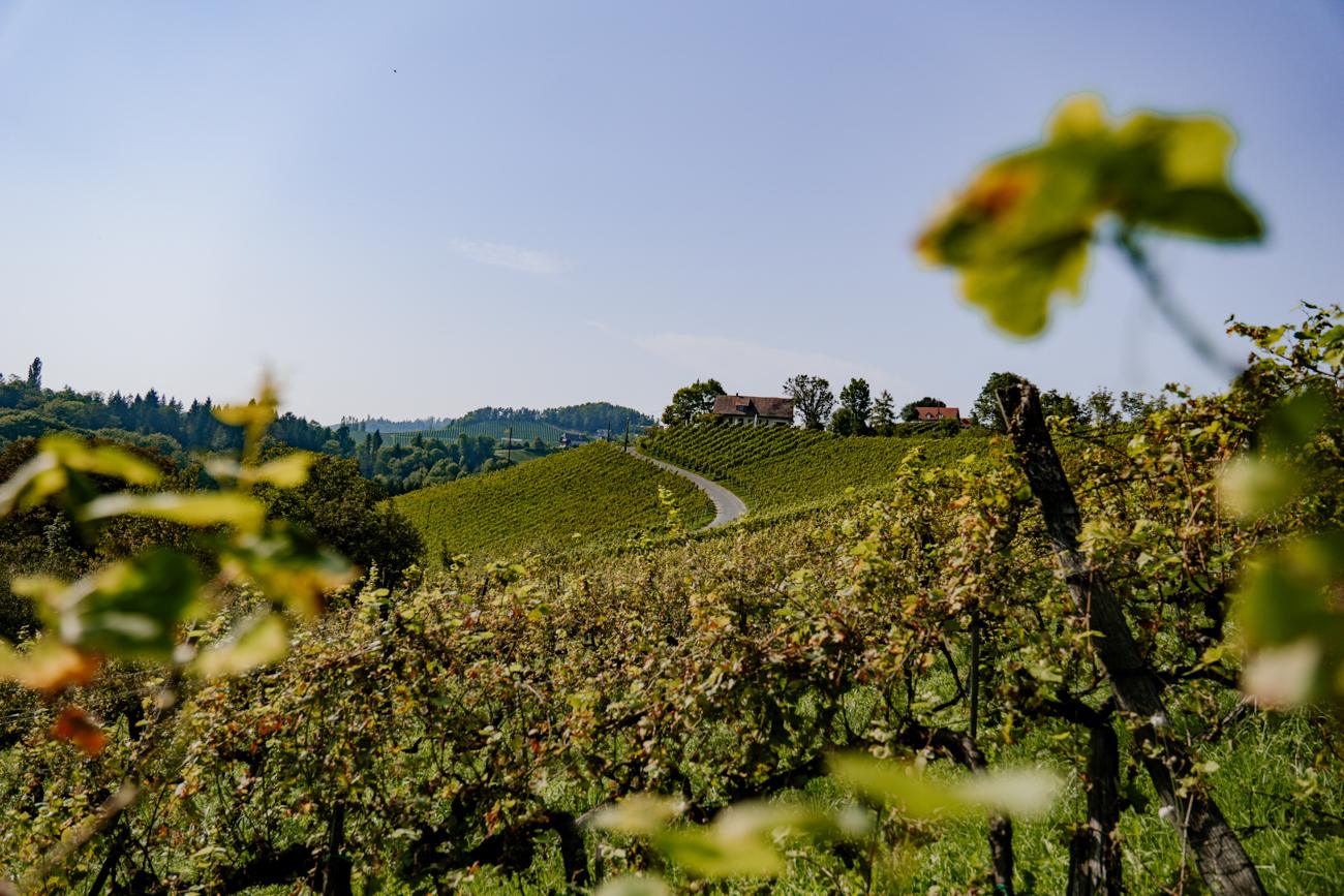 Entlang der Südsteirischen Weinstraße