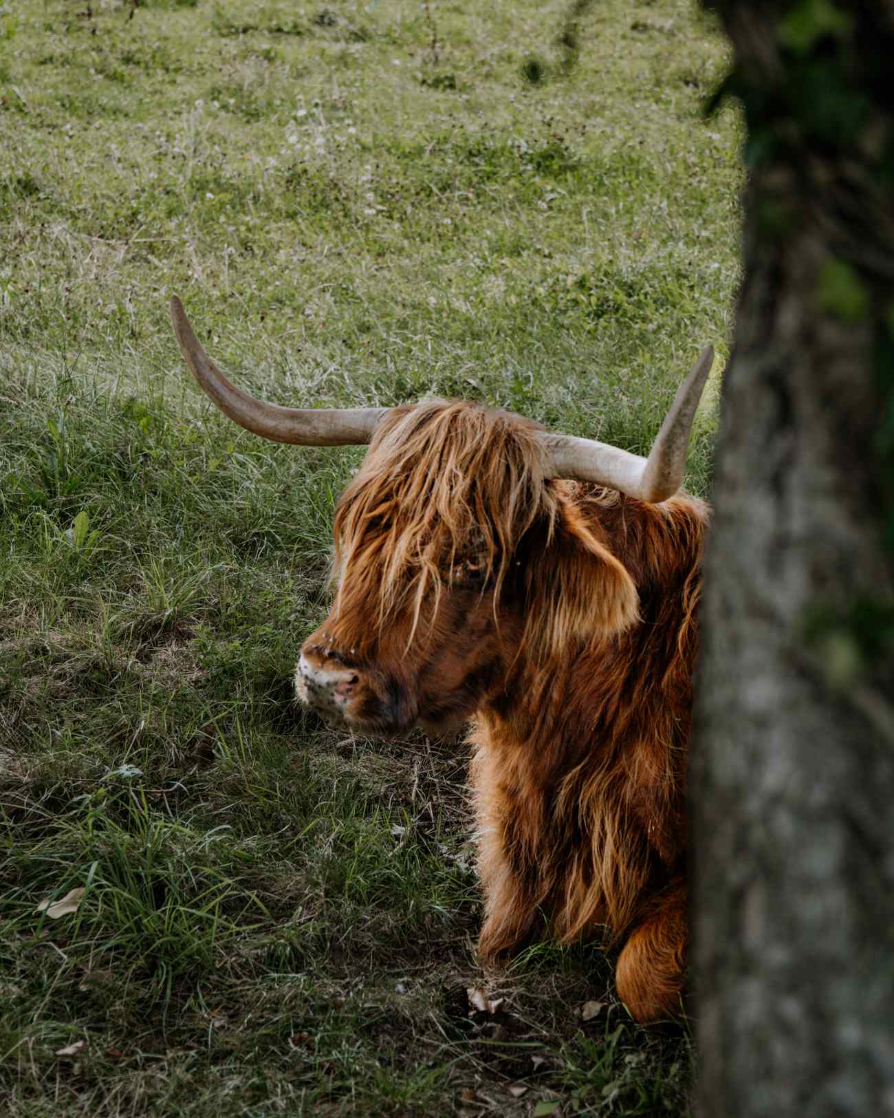 Rind Heiligengeistklamm
