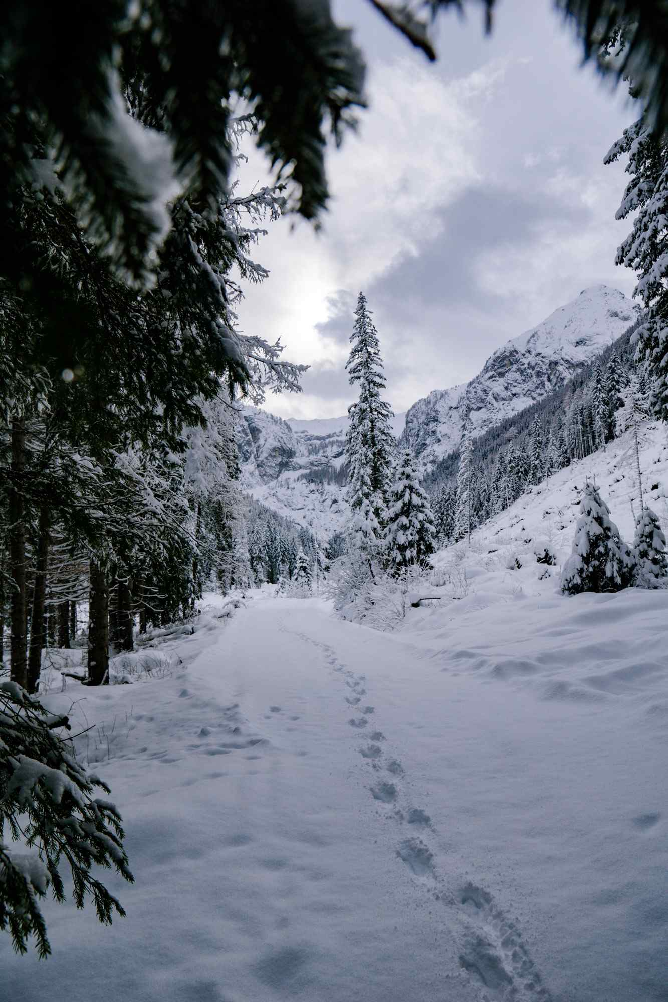 Blick aus dem Wald ins Tal