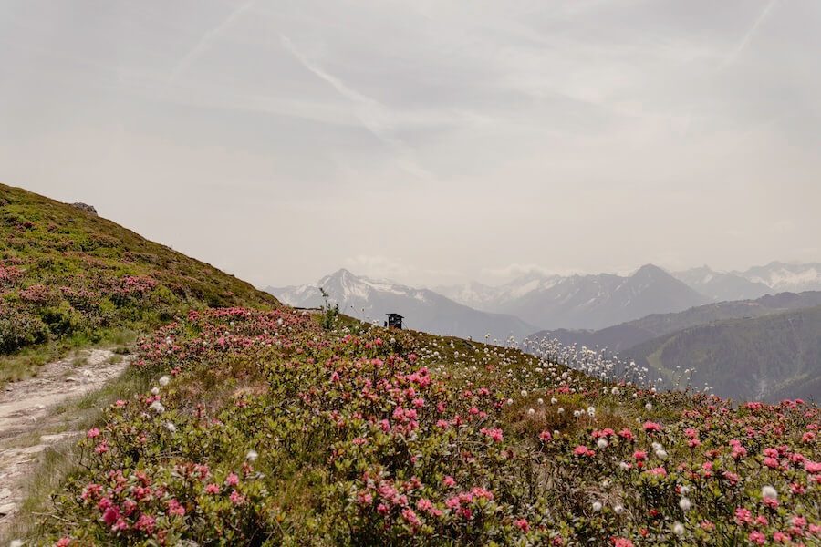 Zwischen Wollgras und Almrosen