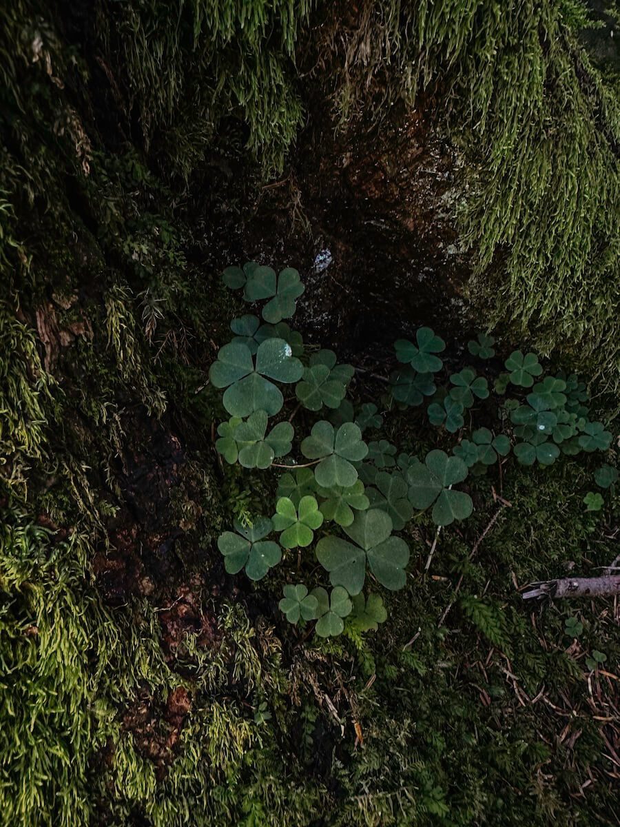 Details am Wegesrand