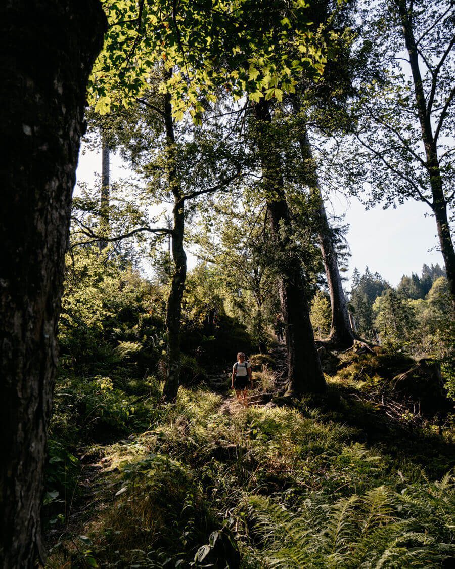 Wundervoller Wanderweg im Hochschwarzwald