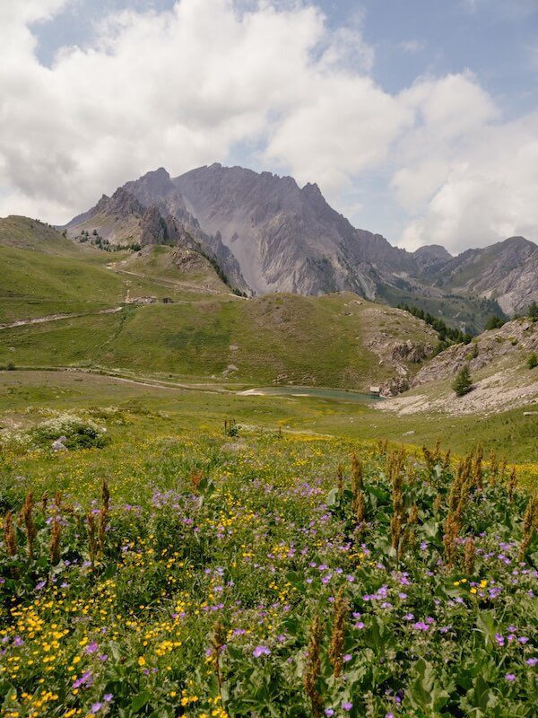Wiesen voller Sommerduft