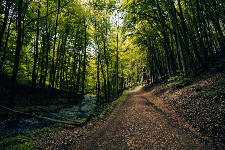 Hollenbachtal Waldbaden