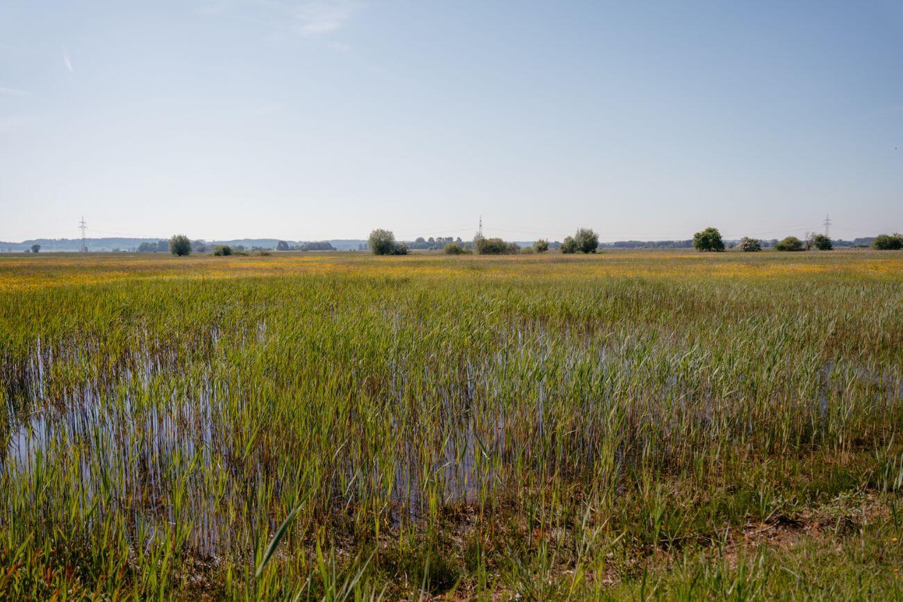 Blick vom Beobachtungsturm im oberen Donauried