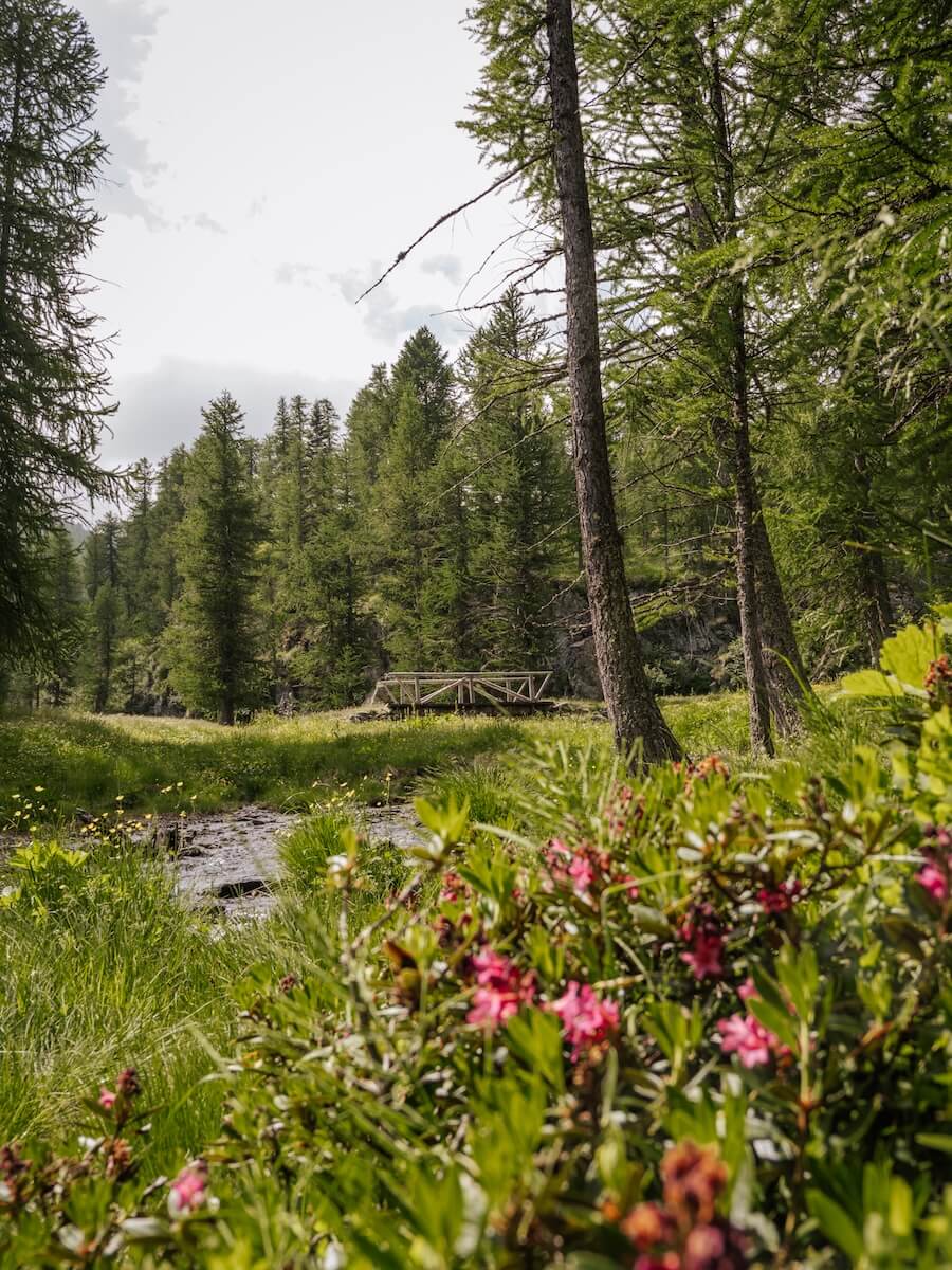 Zwischen blühenden Wiesen