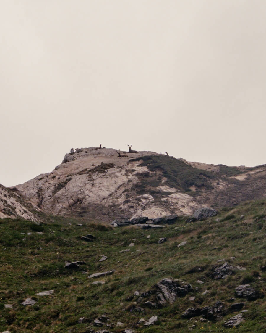 Steinböcke in der Ferne