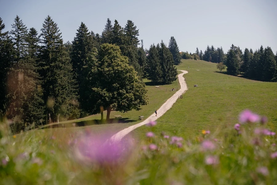 Weg zur Neureuth mit Blumen im Vordergrund