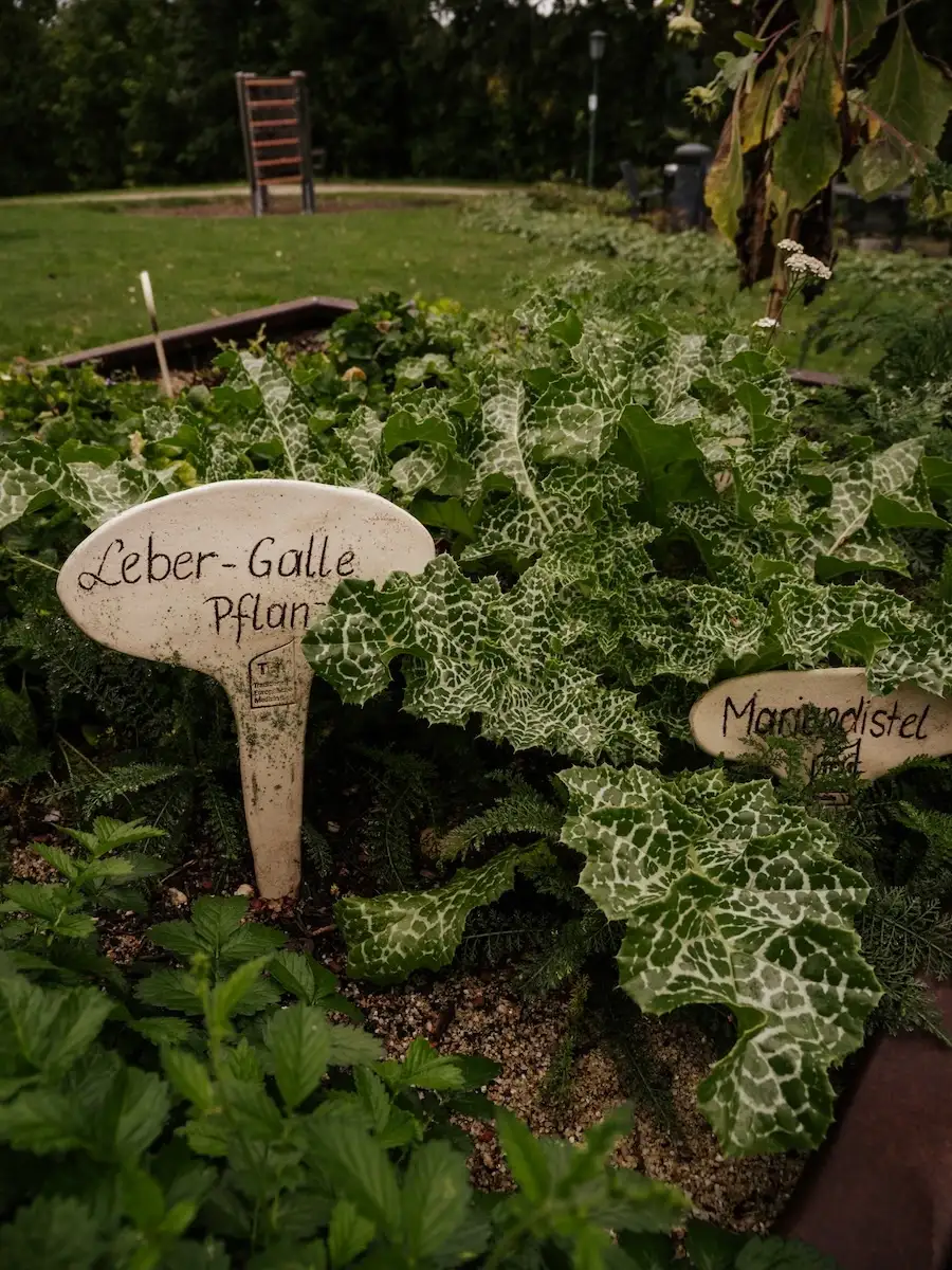 Heilkräuter im Curpark