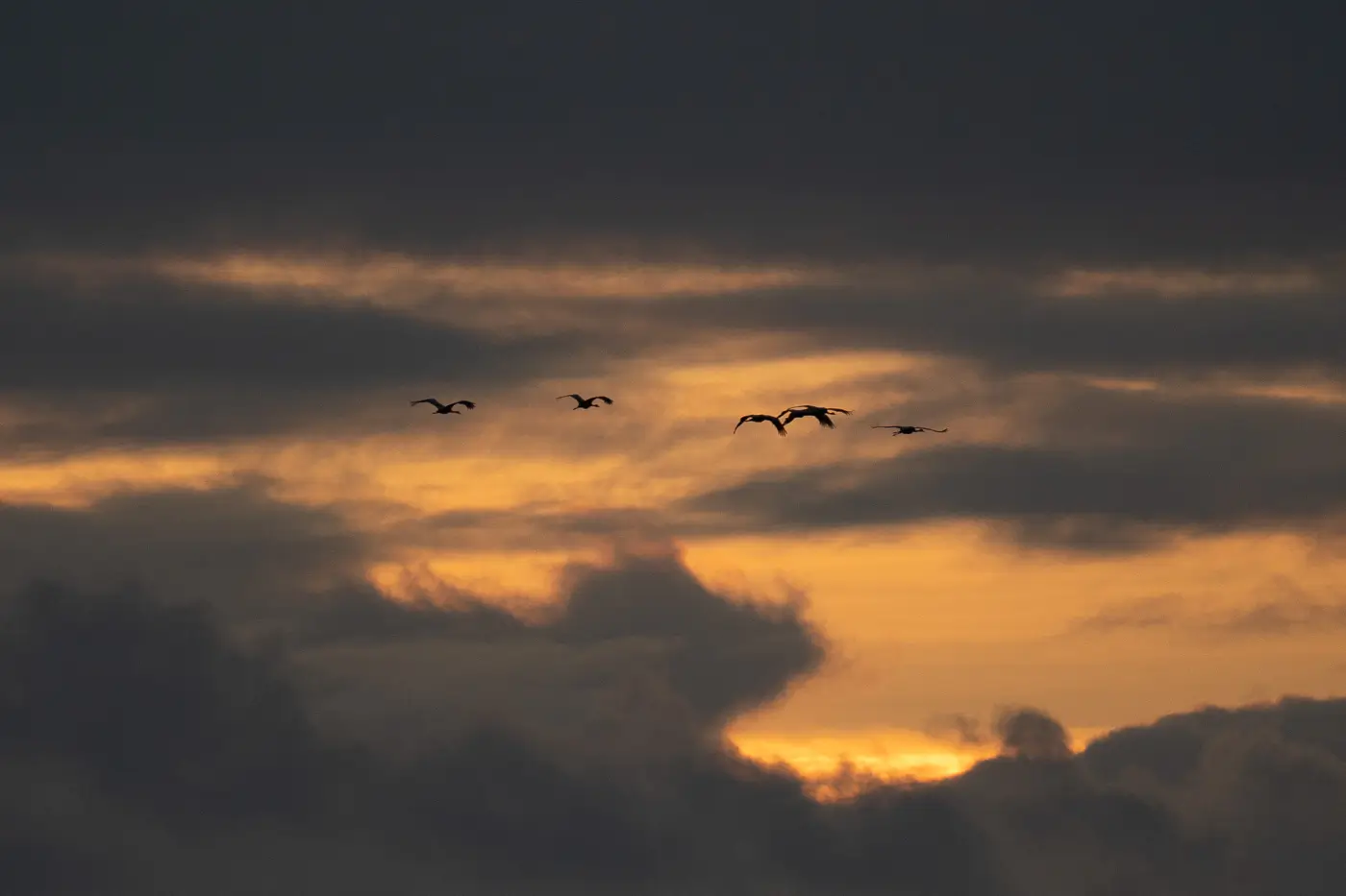 Kraniche über Zingst