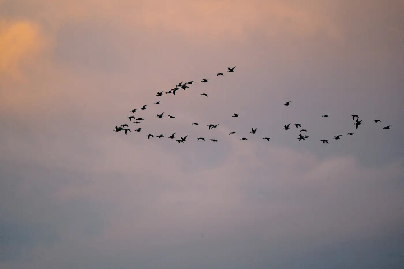 Vögel über der Boddenlandschaft