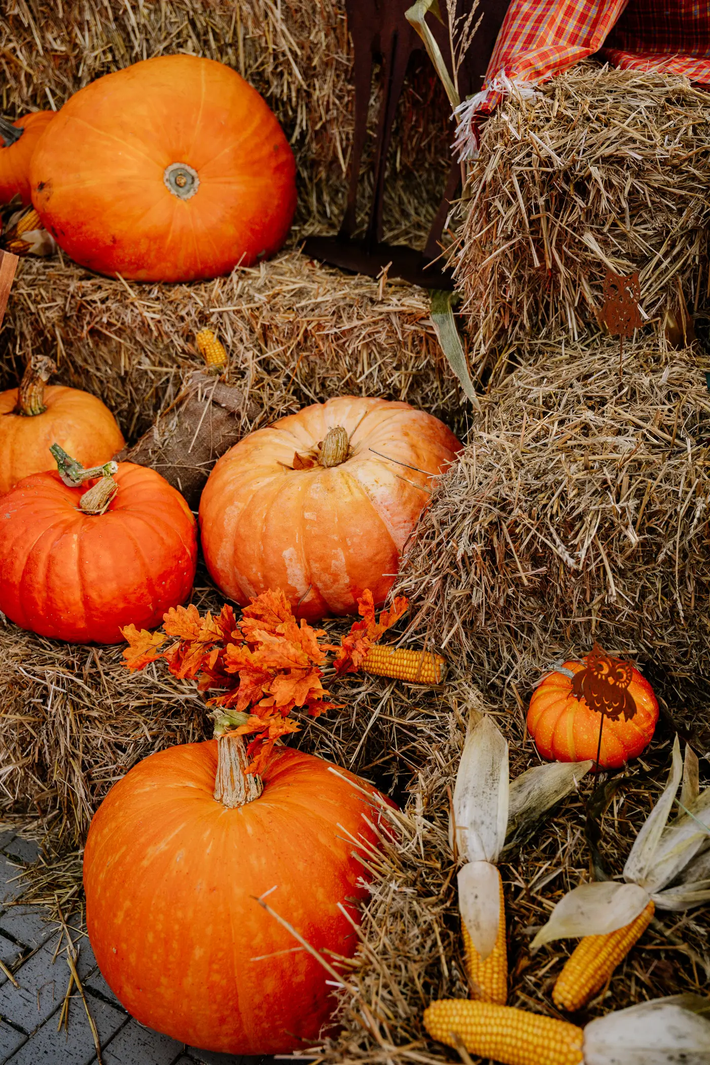 Kürbisdekoration in Zingst