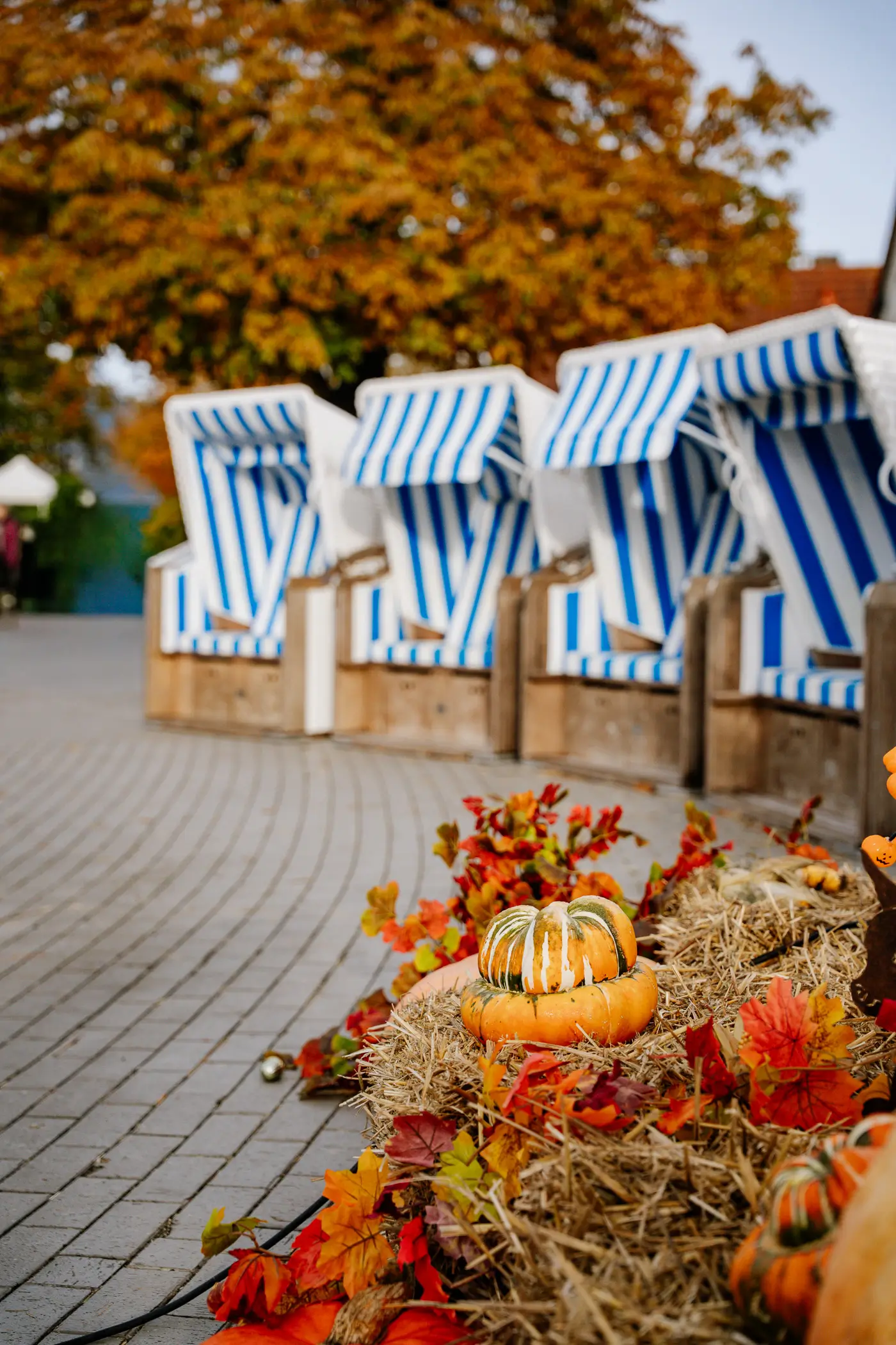 Strandkörbe in Zingst hinter der Herbstdekoration